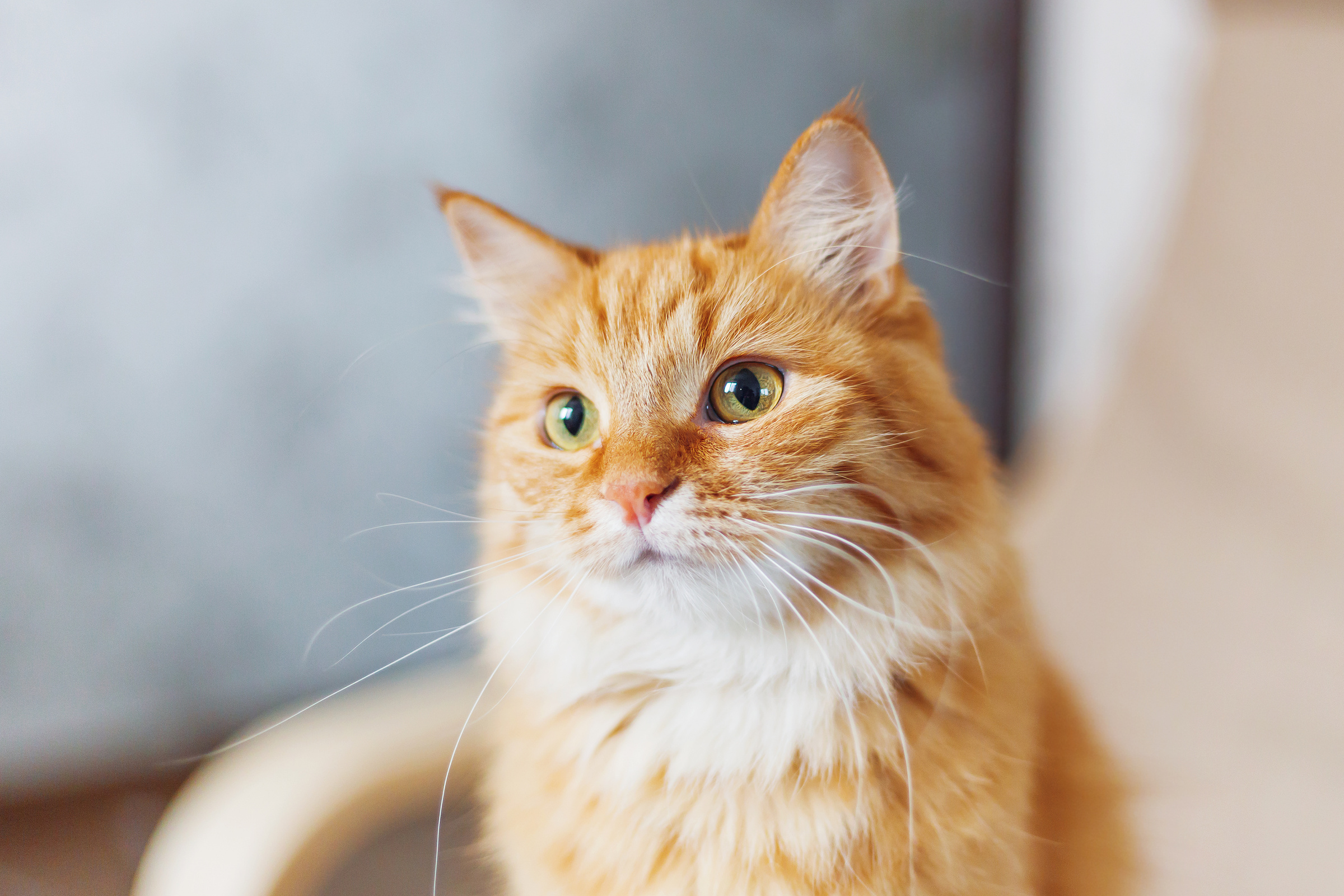 Cute Ginger Cat